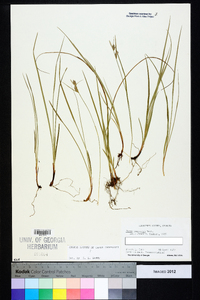 Carex dasycarpa image