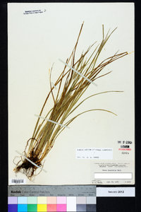 Carex dasycarpa image