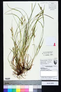 Carex dasycarpa image