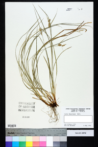 Carex dasycarpa image