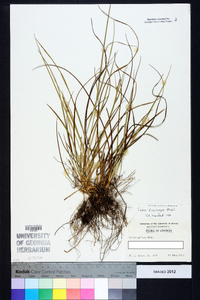 Carex dasycarpa image