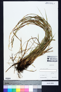 Carex dasycarpa image