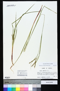 Carex debilis var. debilis image