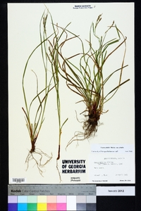Carex debilis var. debilis image