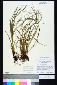 Carex debilis var. debilis image