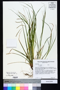 Carex debilis var. debilis image