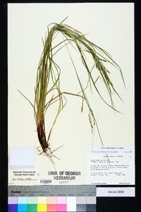 Carex debilis var. debilis image