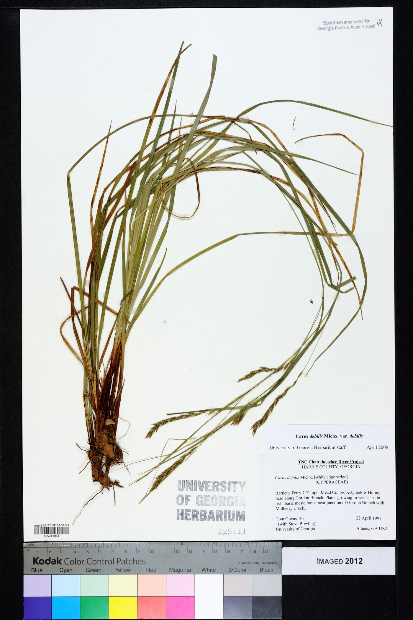 Carex debilis var. debilis image