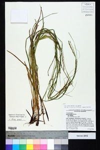 Carex debilis var. debilis image