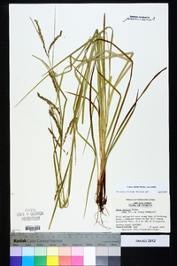 Carex debilis var. debilis image