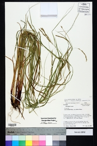 Carex debilis var. debilis image