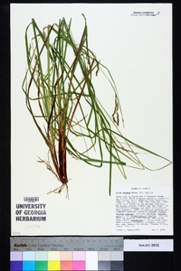 Carex debilis var. debilis image