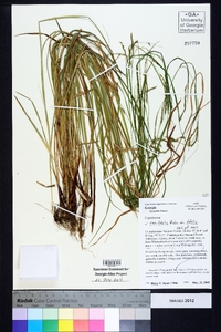 Carex debilis var. debilis image