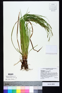 Carex debilis var. debilis image