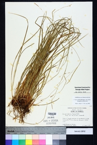 Carex debilis var. debilis image