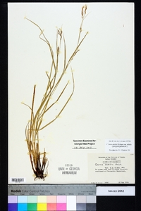 Carex debilis var. debilis image