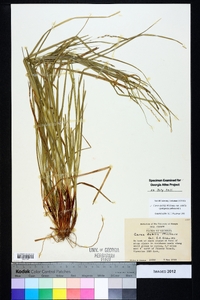 Carex debilis var. debilis image