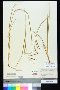 Carex debilis var. debilis image