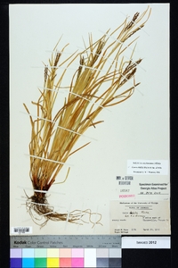 Carex debilis var. debilis image