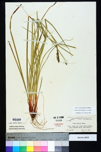 Carex debilis var. debilis image