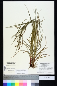 Carex debilis var. debilis image