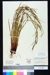 Carex debilis var. debilis image