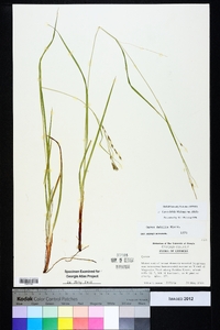 Carex debilis var. debilis image