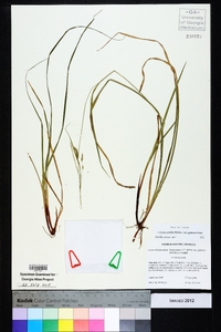 Carex debilis var. pubera image