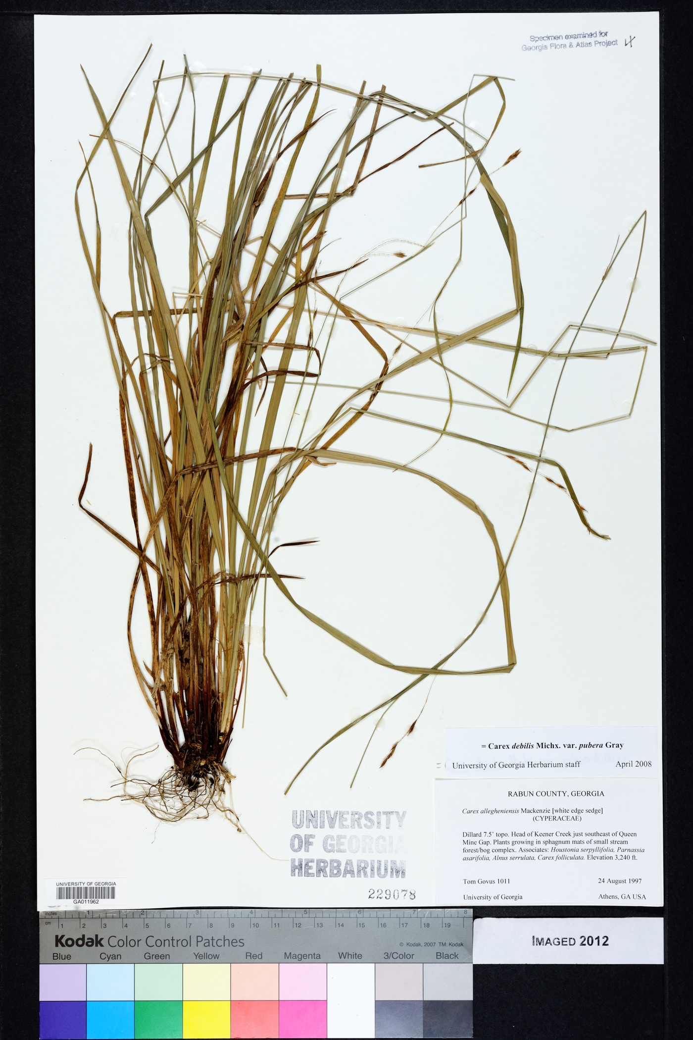 Carex debilis var. pubera image