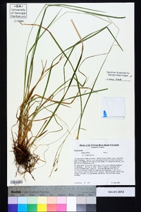 Carex debilis var. rudgei image