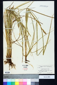 Carex decomposita image