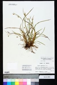 Carex digitalis var. floridana image