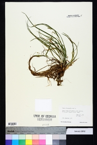 Carex digitalis var. floridana image