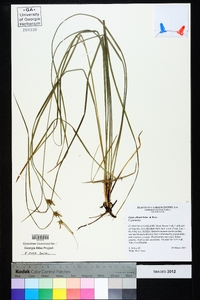 Carex elliottii image