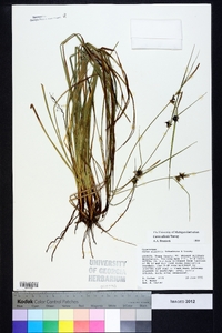 Carex elliottii image