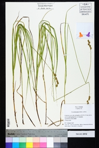 Carex festucacea image