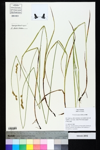 Carex festucacea image