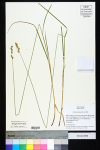 Carex festucacea image