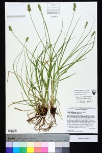 Carex festucacea image