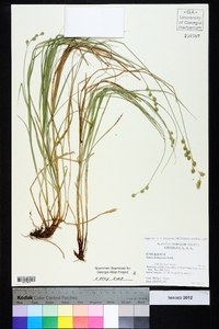 Carex festucacea image