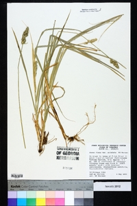 Carex fissa image
