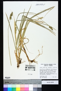 Carex fissa var. aristata image