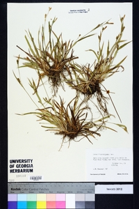 Carex flaccosperma image