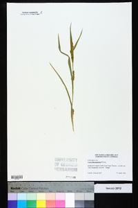 Carex flaccosperma image