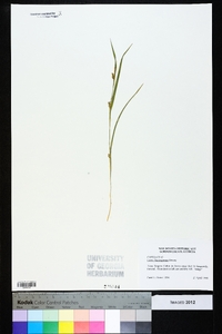 Carex flaccosperma image