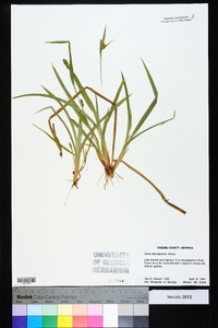 Carex flaccosperma image