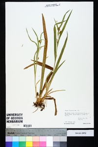 Carex flaccosperma image