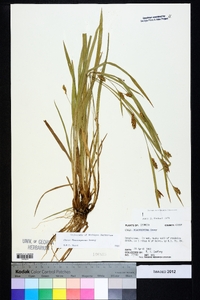 Carex flaccosperma image