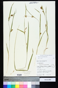 Carex flaccosperma image