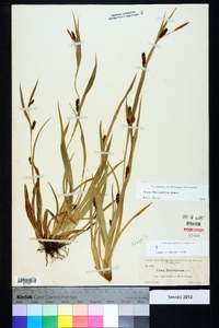 Carex flaccosperma image